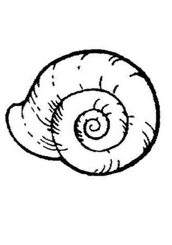 Dessin de coquillage en pdf