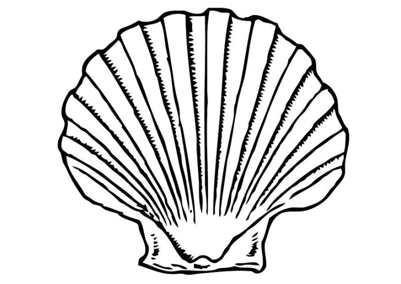 Dessin de coquillage facile