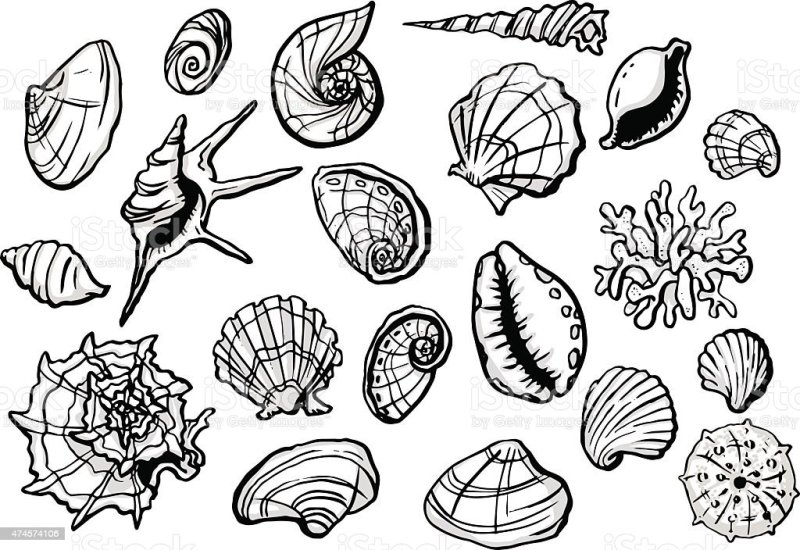 Dessin de coquillages en motifs