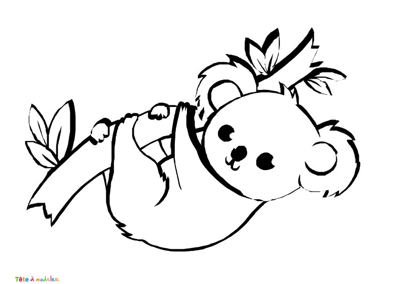 Dessin d'un bébé koala