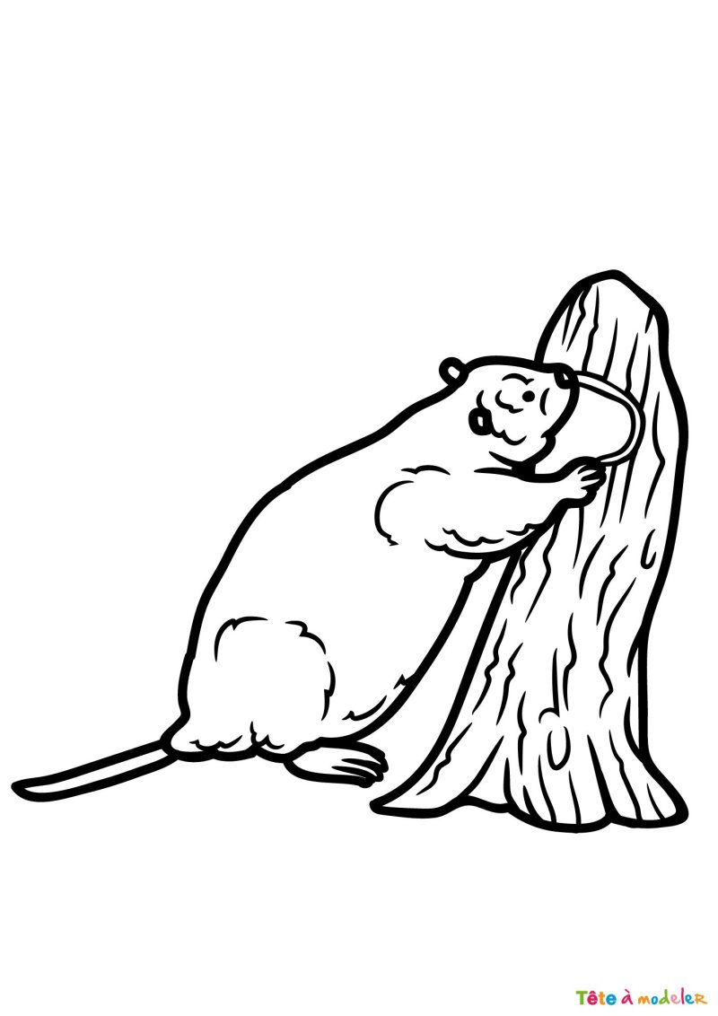 Dessin d'un castor à colorier