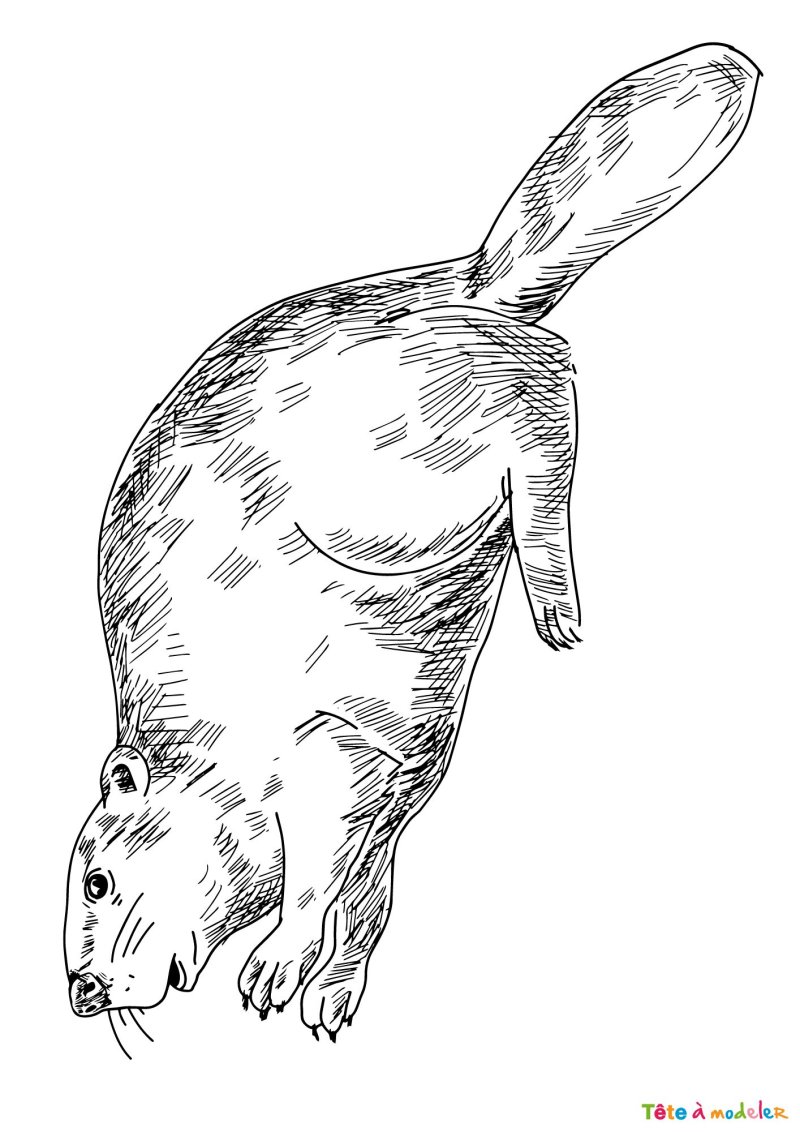 Dessin d'un castor
