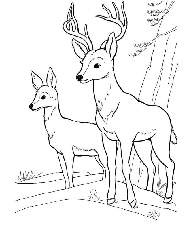 Dessin d'un cerf à imprimer