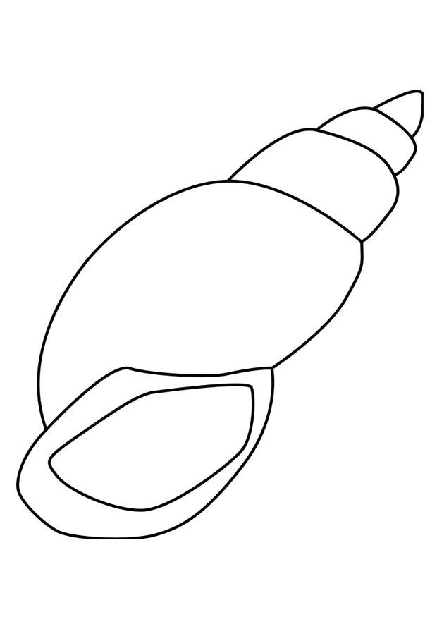 Dessin d'un coquillage à imprimer