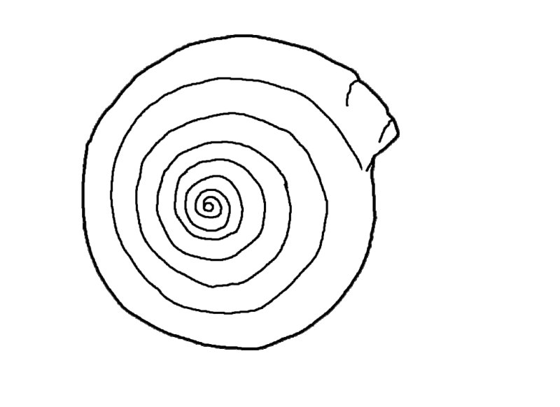 Dessin d'un coquillage simple