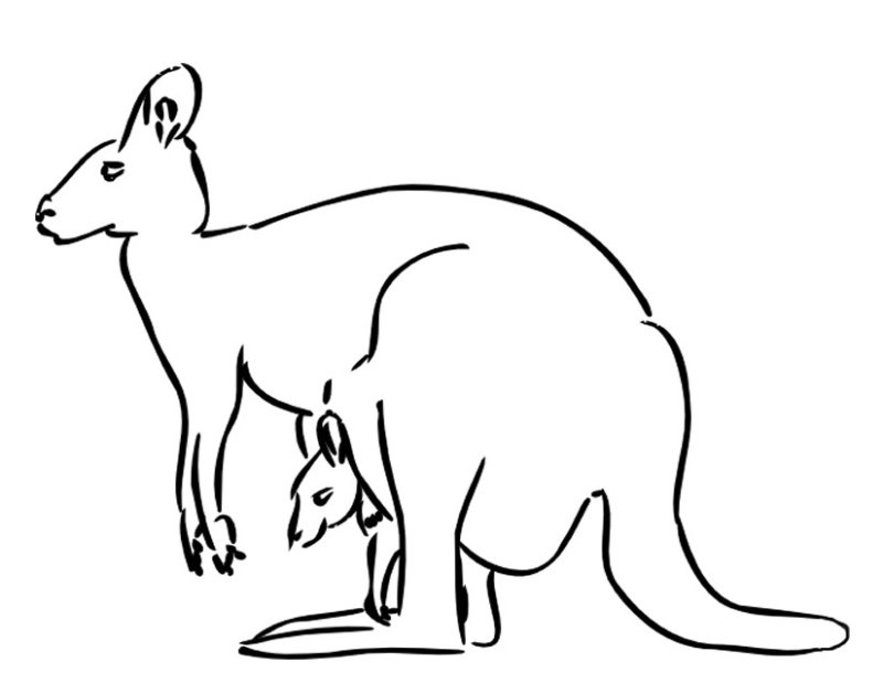 Dessin d'un kangourou et bebe