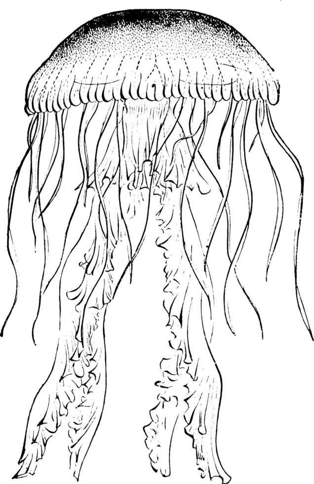 Dessin d'une méduse qui fait peur