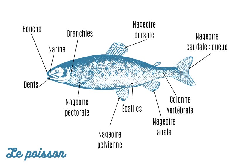 Imprimer la planche d'anatomie du poisson