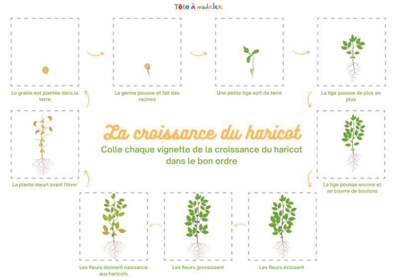 Imprimer le jeu de la croissance du Haricot