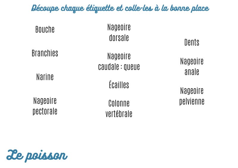 Imprimer les légendes pour la planche anatomie du poisson