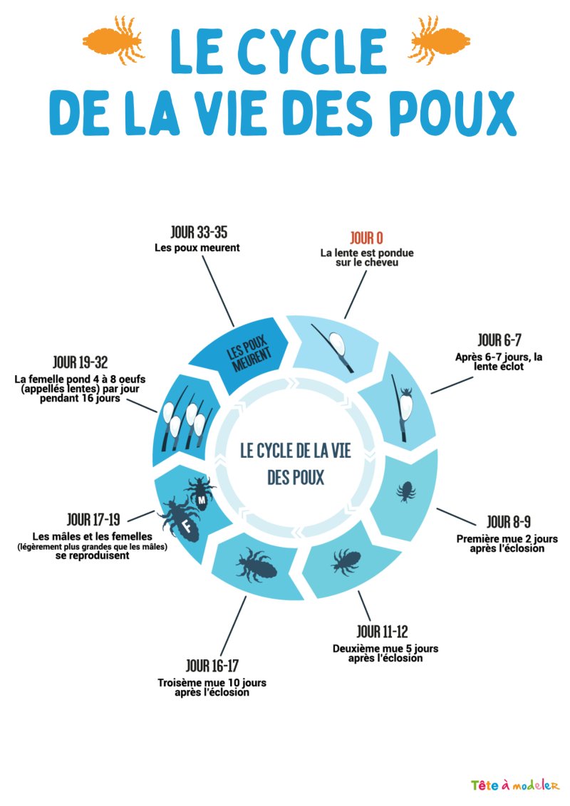 Imprimez le cycle de la vie des poux