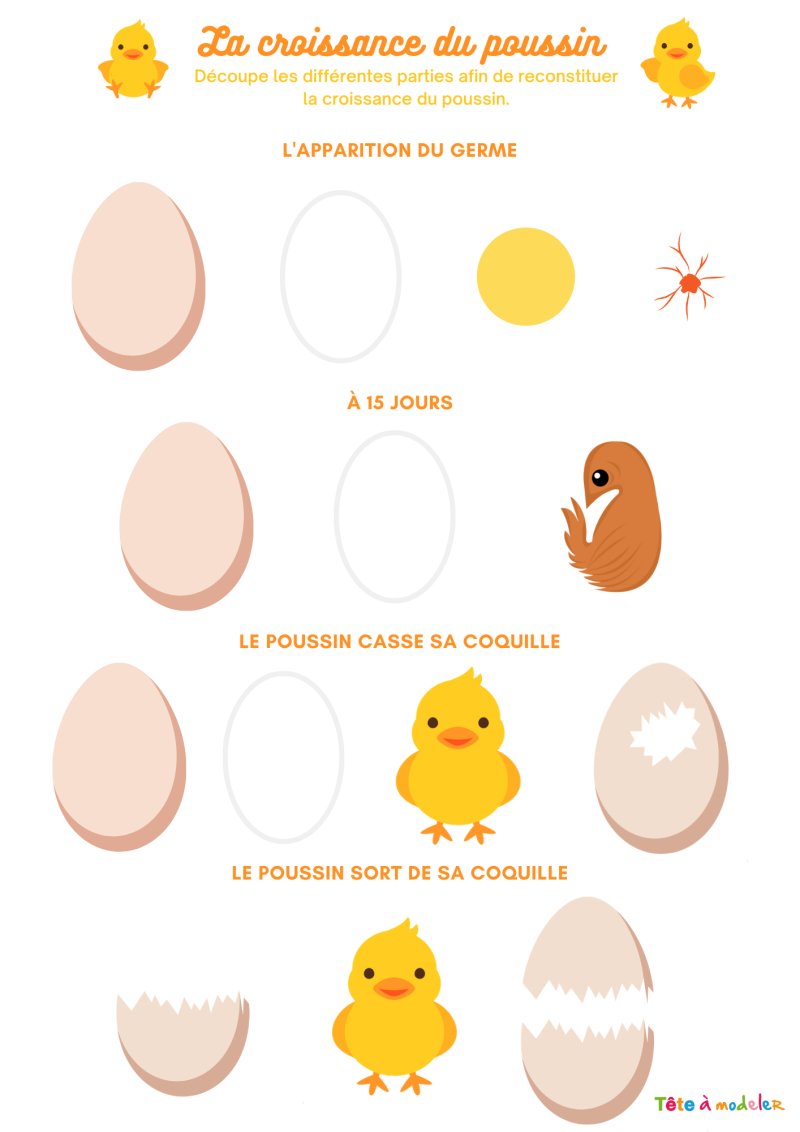 La naissance d'un poussin