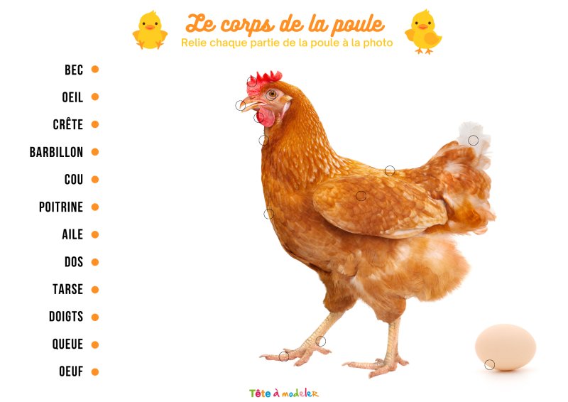 Les parties de la poule : cycle de la poule à l'oeuf