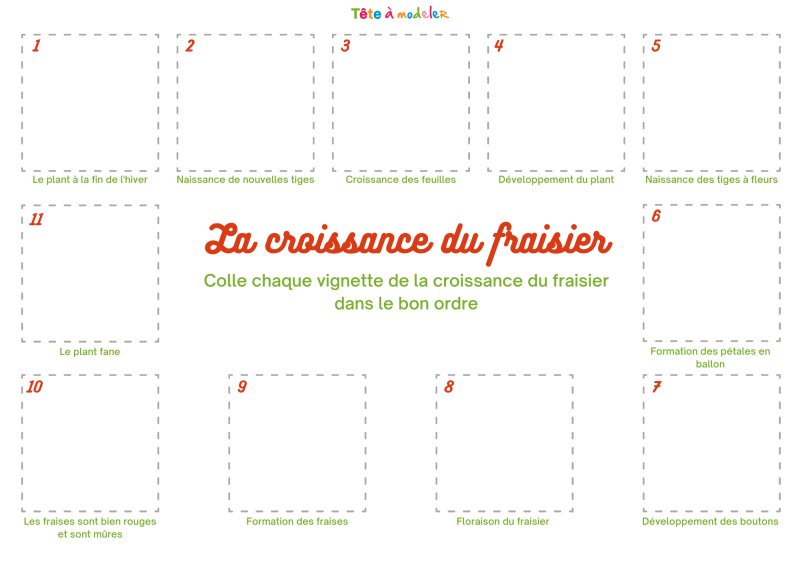Planche de jeu cycle de vie du fraisier niveau 2