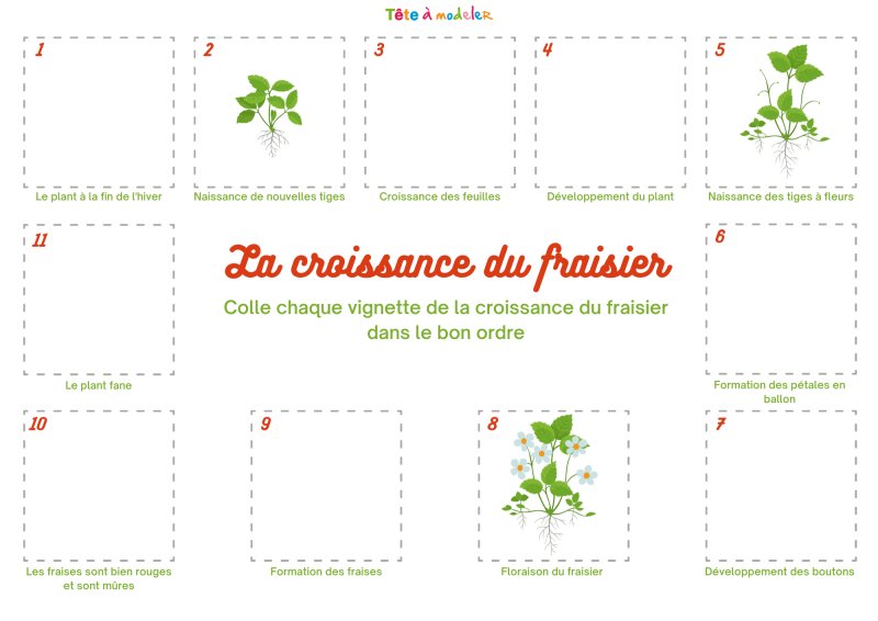 Planche de jeu niveau 1 du fraisier