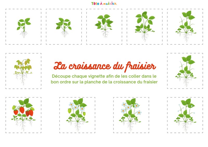Planche des vignettes : cycle de vie du fraisier