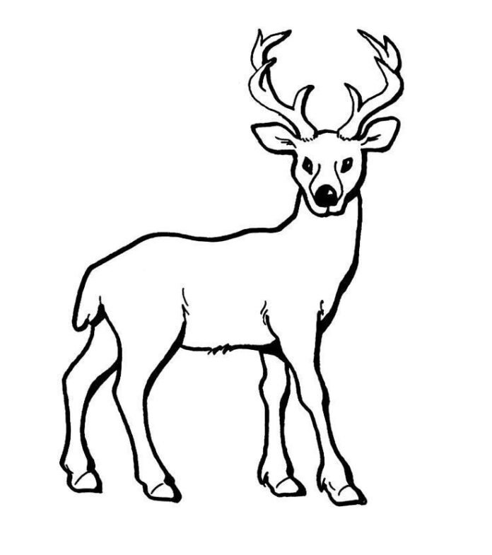 Portrait d'un cerf à colorier