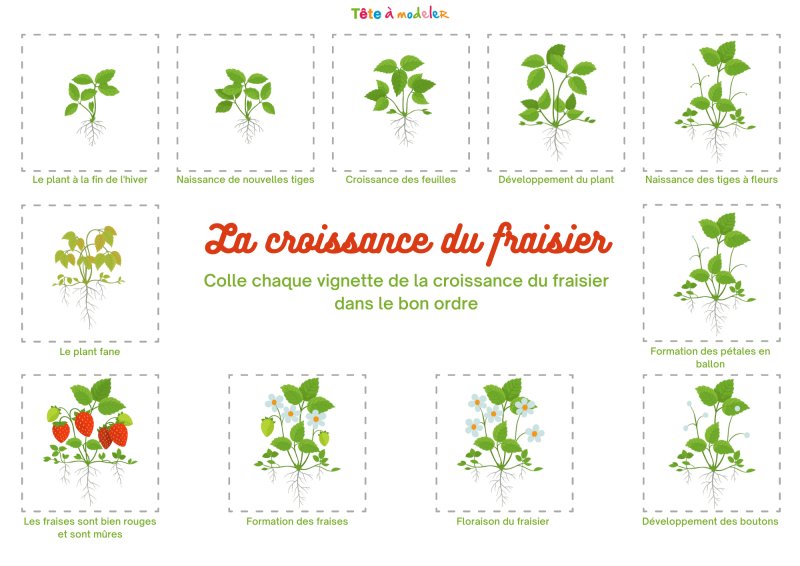 Solution du jeu collage du cycle du fraisier
