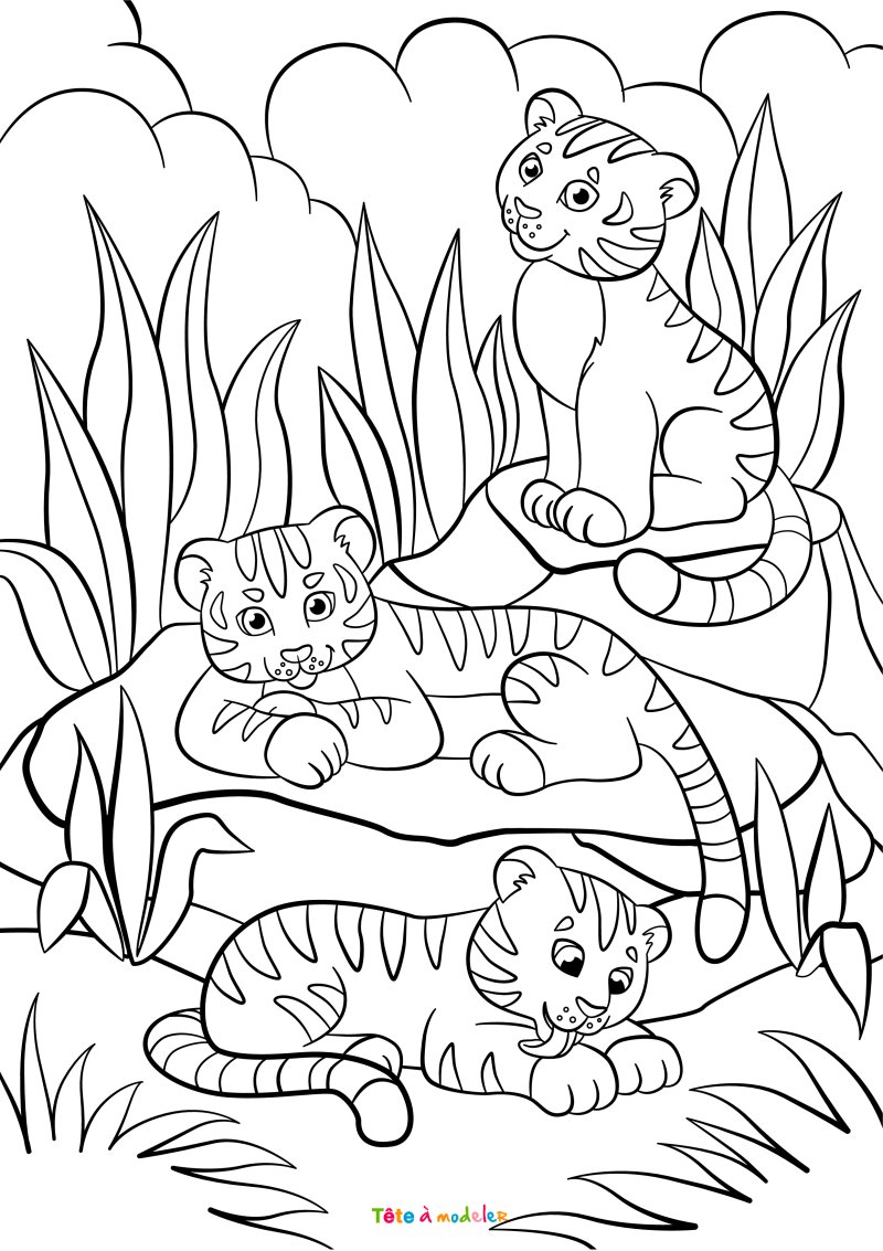 Tigre asiatique à colorier