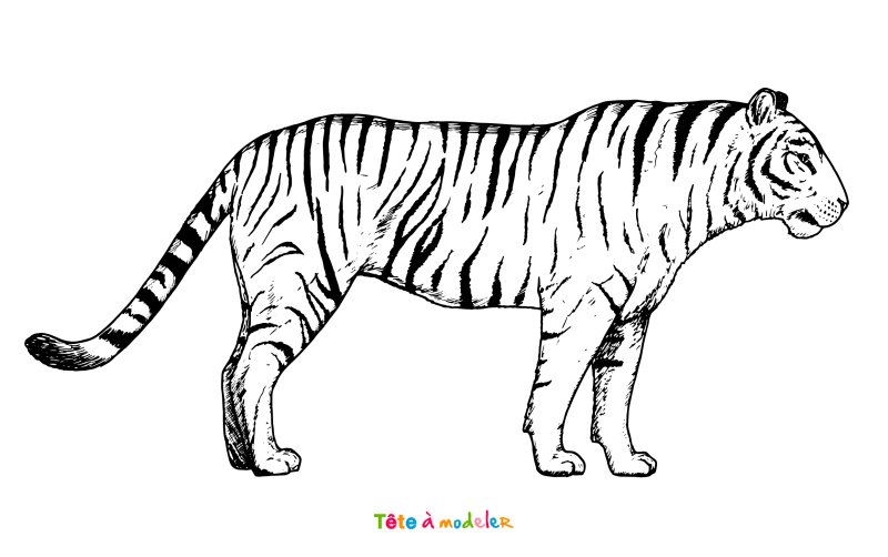 Tigre dans la jungle