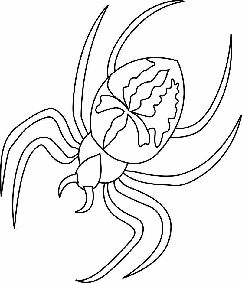 Coloriage araignée gratuit