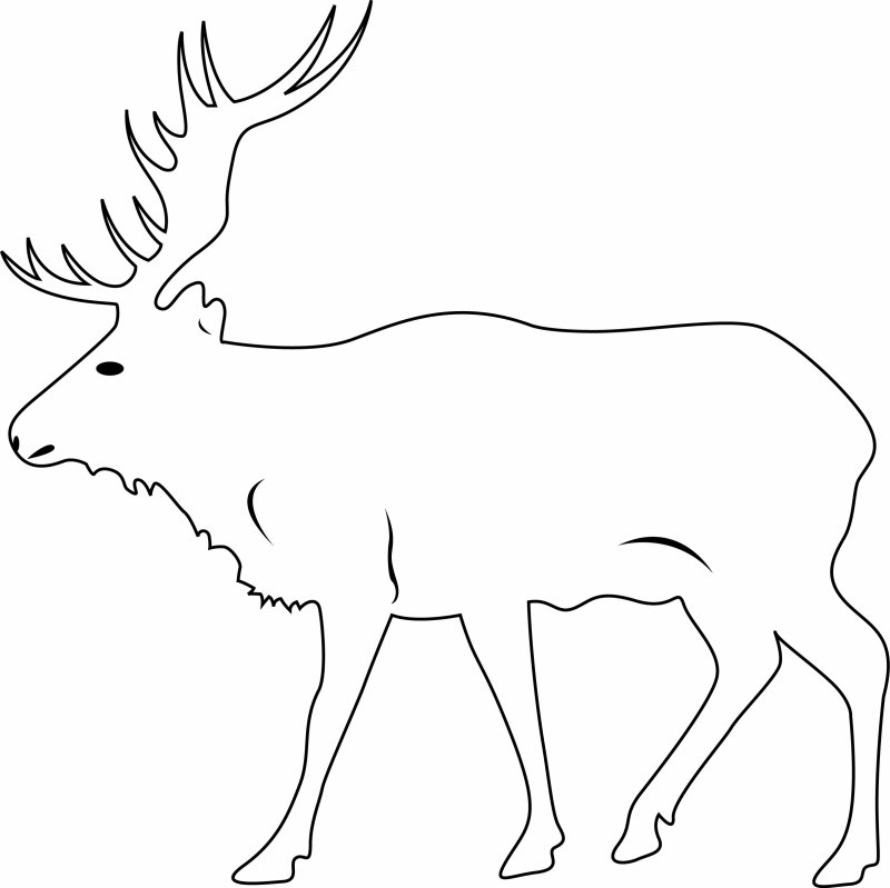 Coloriage d'un cerf facile