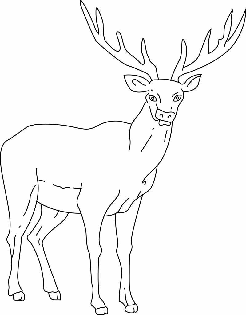 Coloriage d'un cerf gratuit