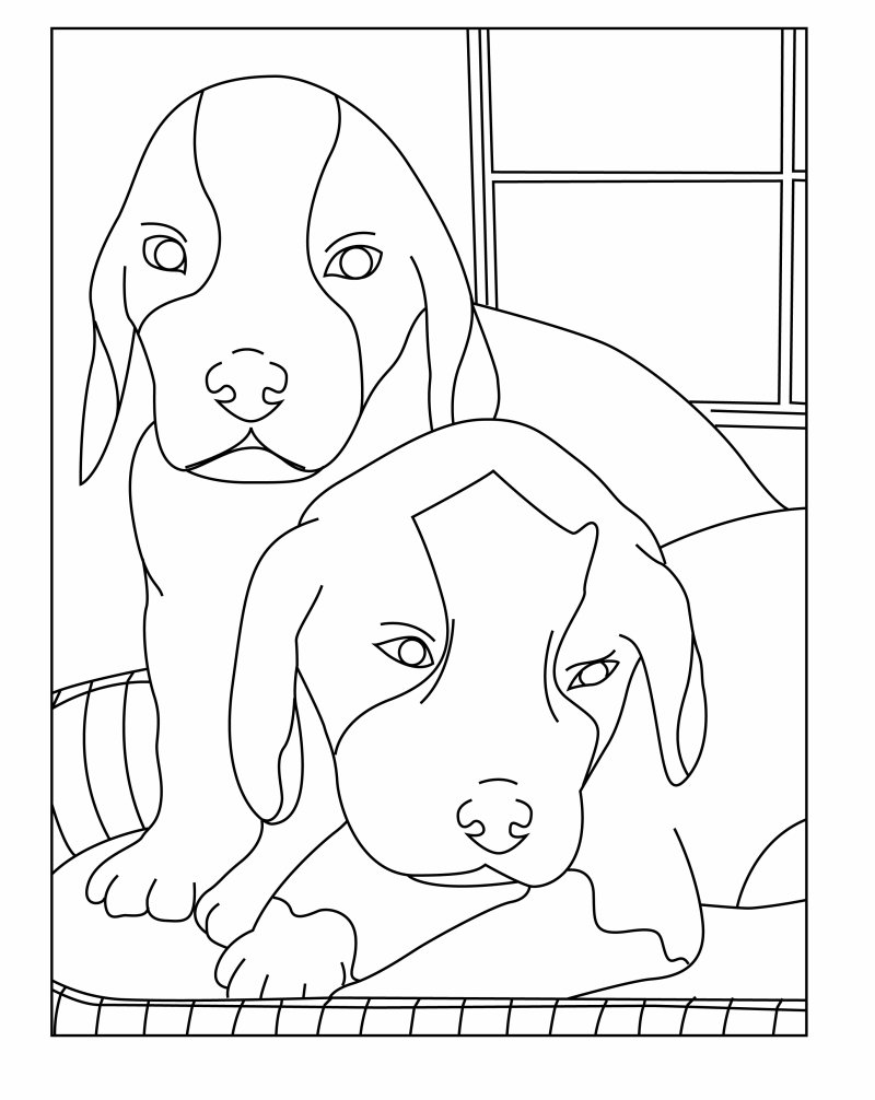 coloriage border collie à colorier