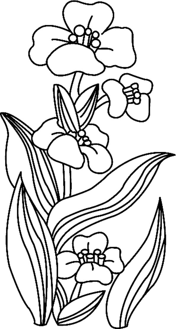 Fleurs 018 - motif à imprimer
