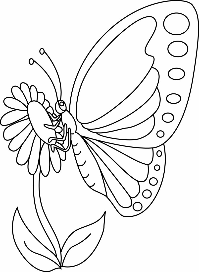 Fleurs et papillons 12 - motif à imprimer