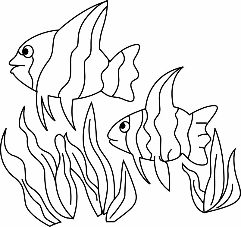 Poisson 12 - motif à imprimer