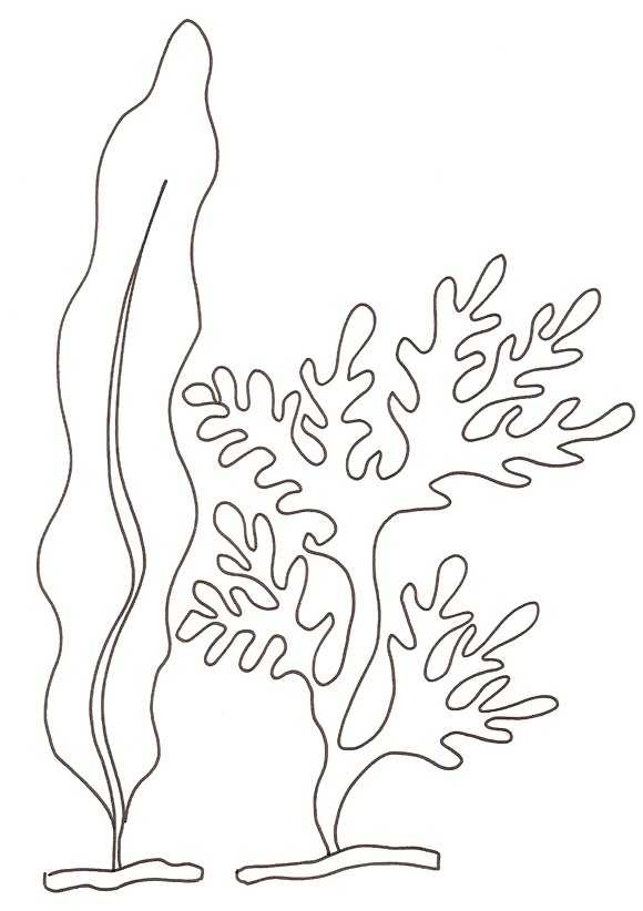 coloriage d'une algue
