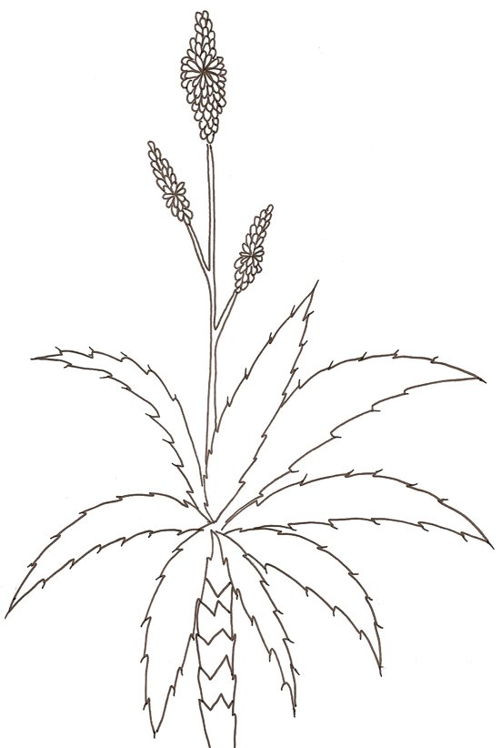 coloriage d'un aloes 
