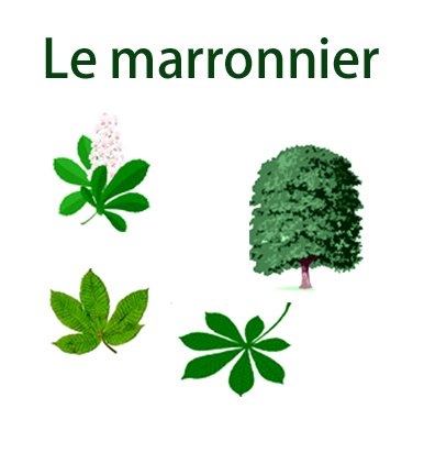 planche sur le  marronnier
