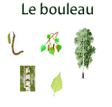 planche sur le  bouleau
