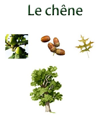 planche sur le ch&ecirc;ne
