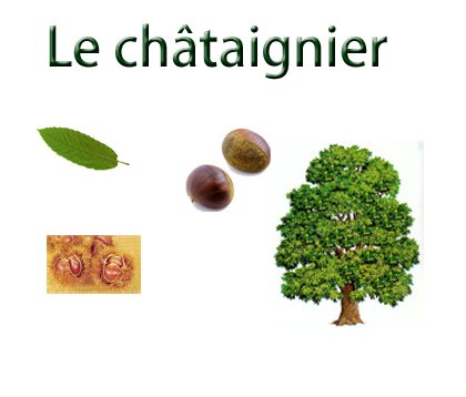 planche sur le chataignier
