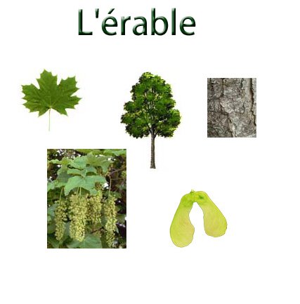 planche sur l' erable
