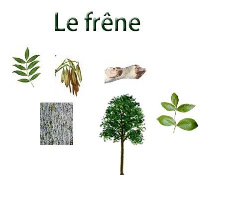 planche sur le fr&ecirc;ne
