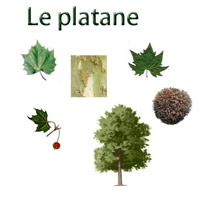 planche sur le  platane
