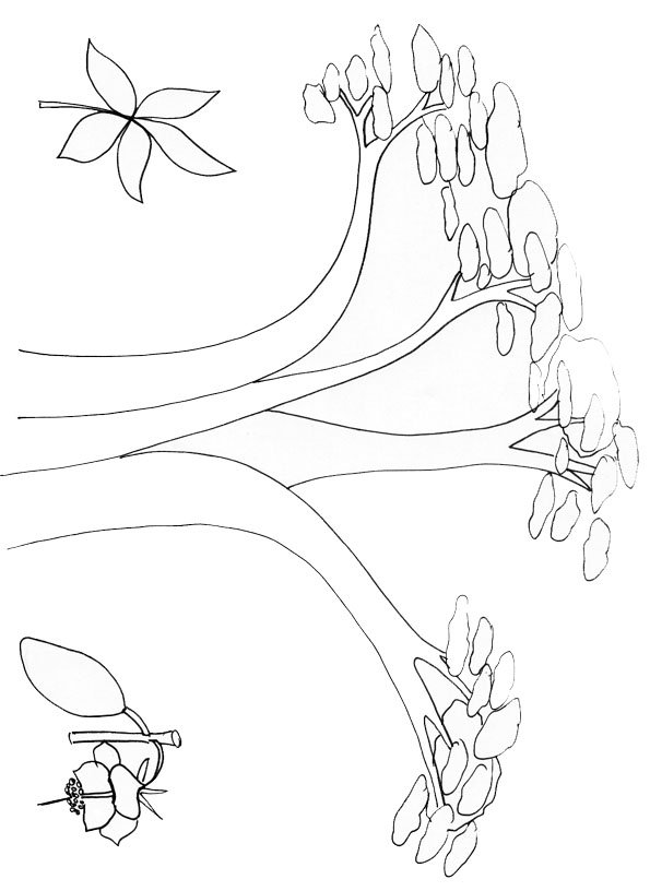 Imprimer le dessin d'un baobab
