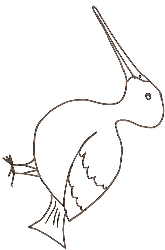 coloriage d'une becasse
