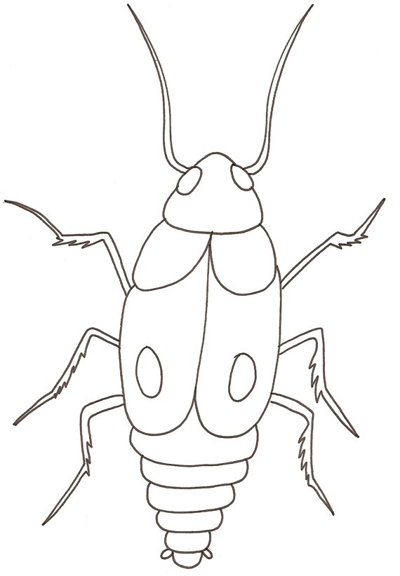 coloriage d'une blatte
