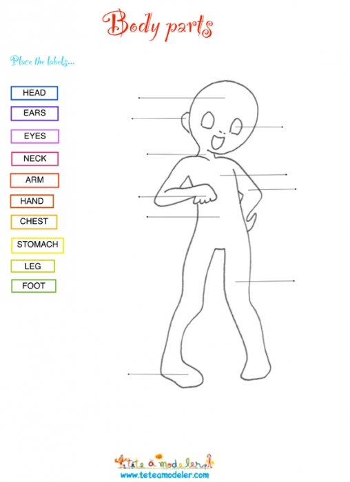 Exercice anglais : Body Parts