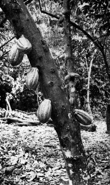livre sur le cacao visuel  cacao
