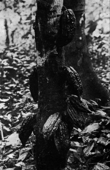livre sur le cacao 2
