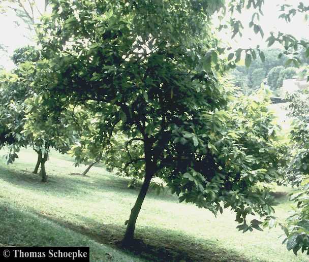 livre sur le cacao visule arbre
