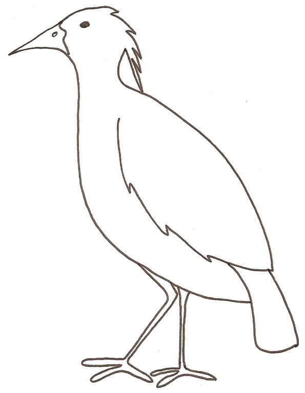 Imprimer le dessin d'un cagou
