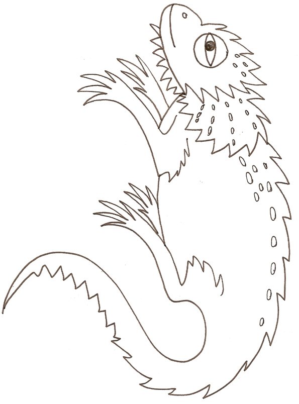 coloriage d'un cameleon
