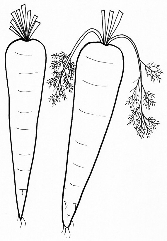 coloriage de carottes
